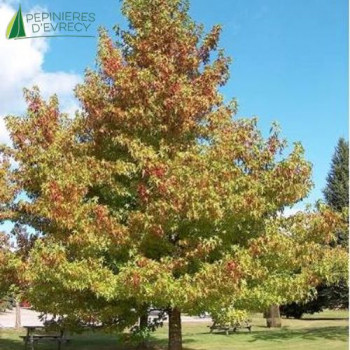 LIQUIDAMBAR styraciflua Worplesdon