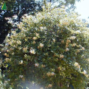 LONICERA japonica Halliana