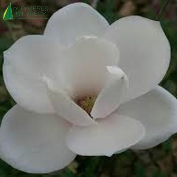 MAGNOLIA Manchu fan