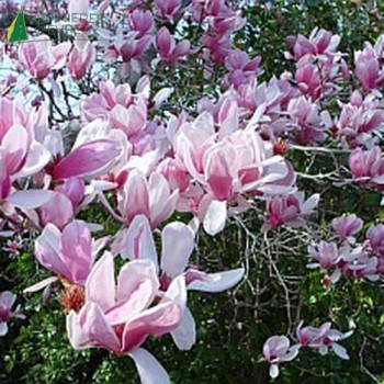 MAGNOLIA x soulangeana