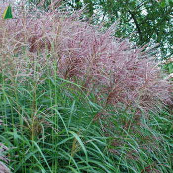 MISCANTHUS sinensis Ferner Osten