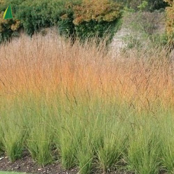 MOLINIA arundinacea heidebraut