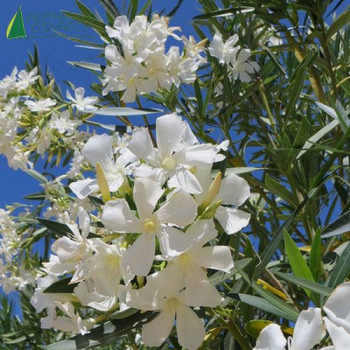 NERIUM oleander Blanc