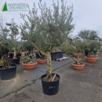 OLEA europaea Ref 39-0