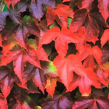 PARTHENOCISSUS tricuspidata Veitchii robusta