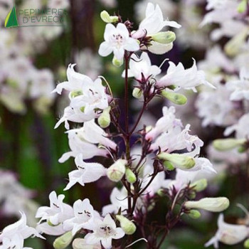 PENSTEMON Husker red