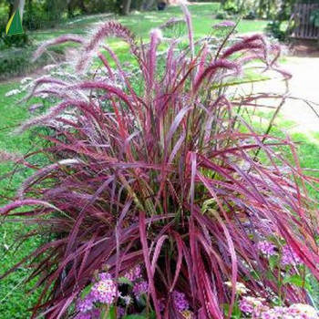 PENNISETUM setaceum Fireworks