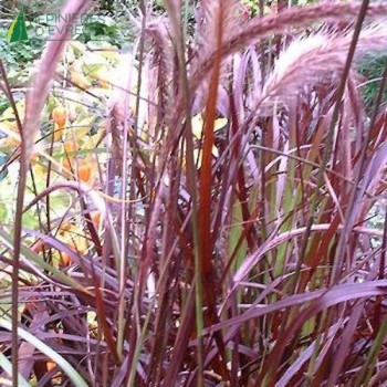 PENNISETUM setaceum Rubrum