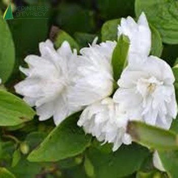 PHILADELPHUS Virginal