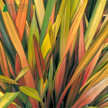 PHORMIUM tenax Rainbow Queen