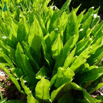 PHYLLITIS scolopendrium (asplenium)