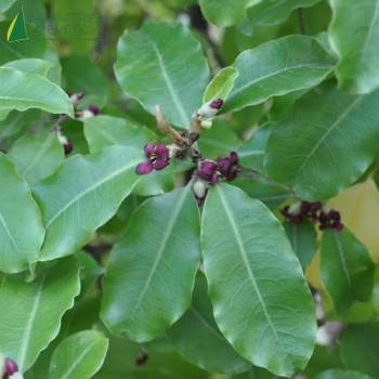 PITTOSPORUM tenuifolium Vert