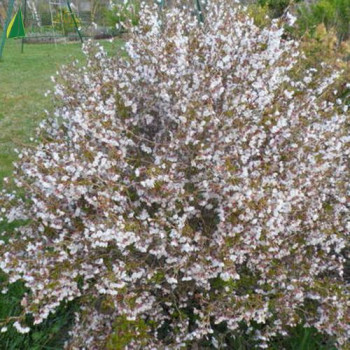 Prunus incisa Koyou-no-mai