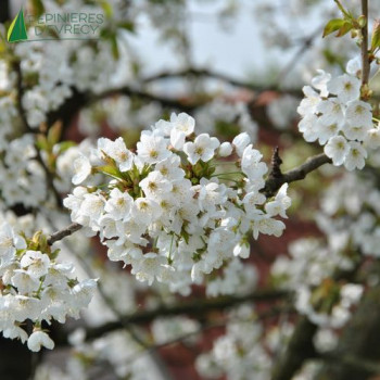 PRUNUS avium