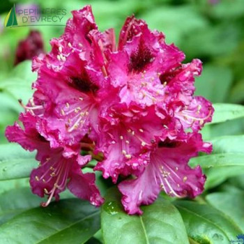 RHODODENDRON hybride Marie fortier 40/60 Cont.3/4 L 
