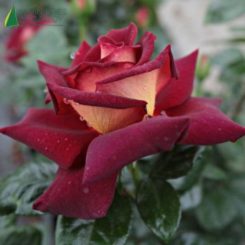 ROSA Eddy Mitchell
