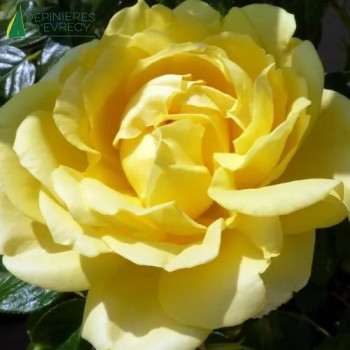 ROSA Eurostar