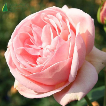 ROSA Laurette Fugain