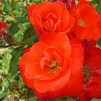 ROSA Orange sensation