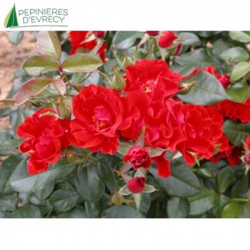 ROSA Ville de caen