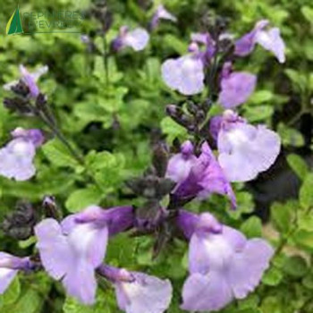SALVIA microphylla Cool pale blue