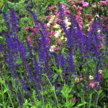 SALVIA nemerosa Reine des bleus