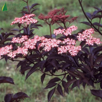 SAMBUSCUS nigra Black beauty ® 40/60 Cont.5/7.5 L 
