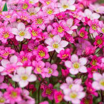 SAXIFRAGA arendsii Touran Pink