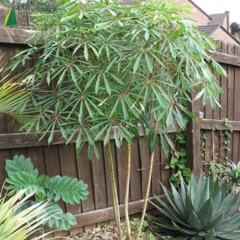 SCHEFFLERA taiwaniana