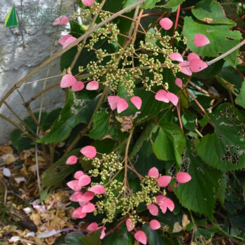 SCHIZOPHRAGMA hydrangeoides Rose sensation