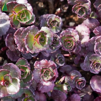 SEDUM spurium purple winter