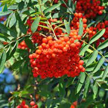 SORBUS aucuparia