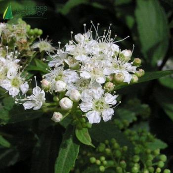 SPIRAEA japonica Albiflora