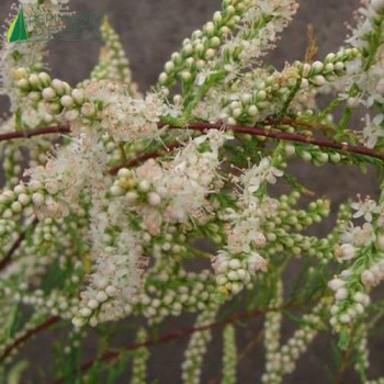 TAMARIX ramosissima Hulsdonk white