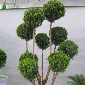 TAXUS baccata Pompon
