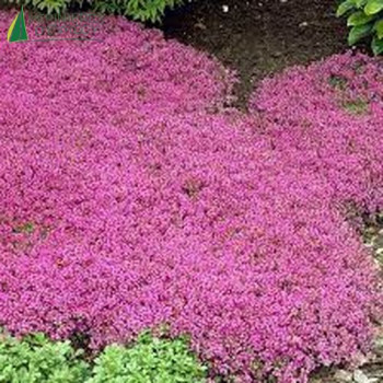 THYMUS praecox Coccineus