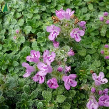 THYMUS serpyllum Minor
