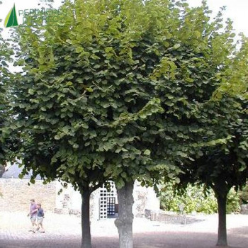 TILIA platyphyllos