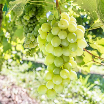 VIGNE de table Himrod (vitis)
