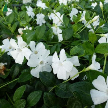 VINCA minor Alba
