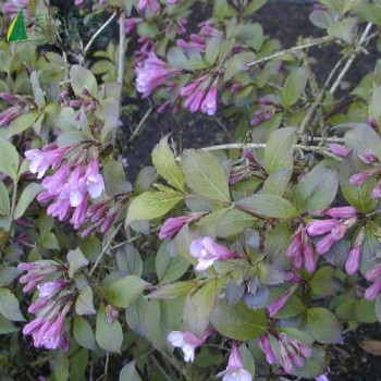 WEIGELA florida Purpurea