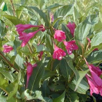 WEIGELA  Red prince 60/80 Cont.3/4 L 