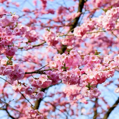 Les cerisiers du Japon