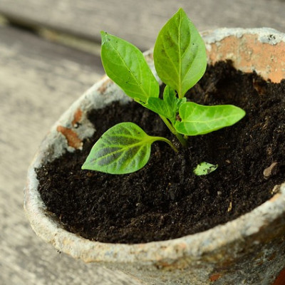 Comment cultiver des plantes en pot