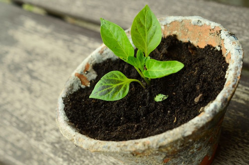 Comment cultiver des plantes en pot