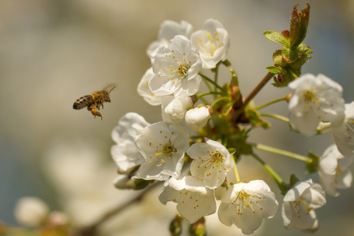 La pollinisation des fruitiers