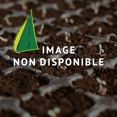Photo indisponible GINKGO biloba Menhir ®