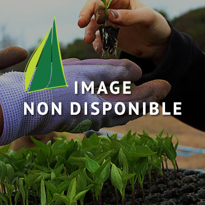 Photo indisponible GINKGO biloba Menhir ®