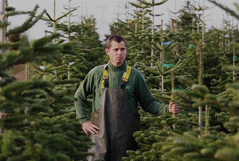 Nos sapins