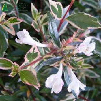 ABELIA chinensis Variegata 40/60 Cont.5/7.5 L 